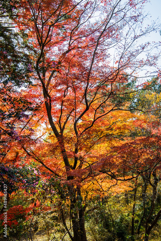 Fototapeta premium 自然