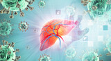 Human liver anatomy on medical background