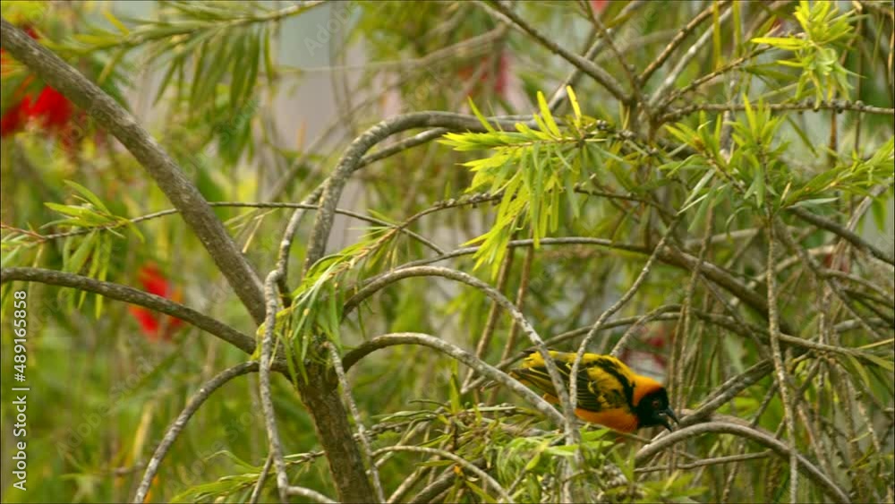 Uganda, Africa yellow bird flying away (Fox’s weaver) Uganda, Africa yellow bird flying away (Fox’s weaver)