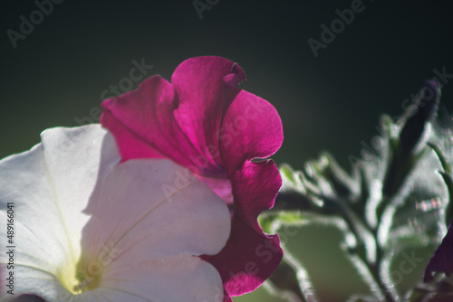 Beautiful Pink and White Flowers on Dark Background with Light shining Through and Green Leaves