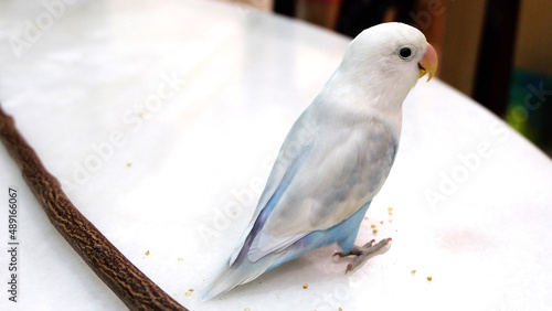 A pastel blue Fischer's Lovebird standing on top of a table, with a wooden stick behind it. photo
