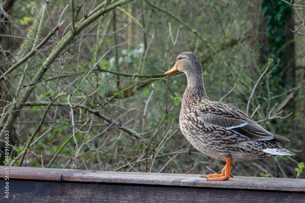 Fototapeta premium Stockente