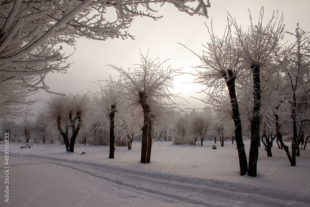 Fototapeta premium winter, winter landscape, branches in the snow, snow, trees in the snow, winter sun, snow texture, ice texture, texture