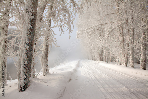 winter, winter landscape, branches in the snow, snow, trees in the snow, winter sun, snow texture, ice texture, texture © Serega