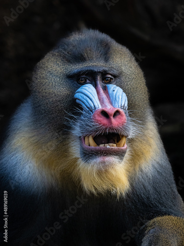 Photography Mandrill