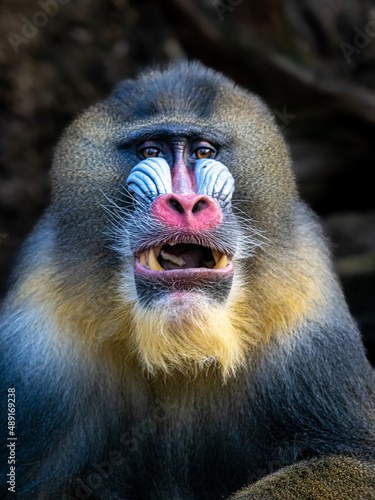 Mandrill photo