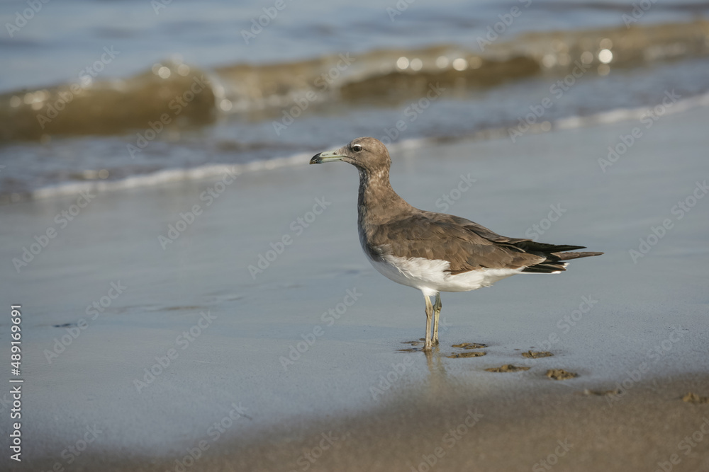 A Sooty Gull on Fujairah Beach A Sooty Gull on Fujairah Beach