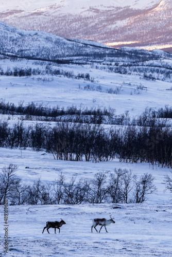 Pair of reinderrs in Swedish Lapland.
