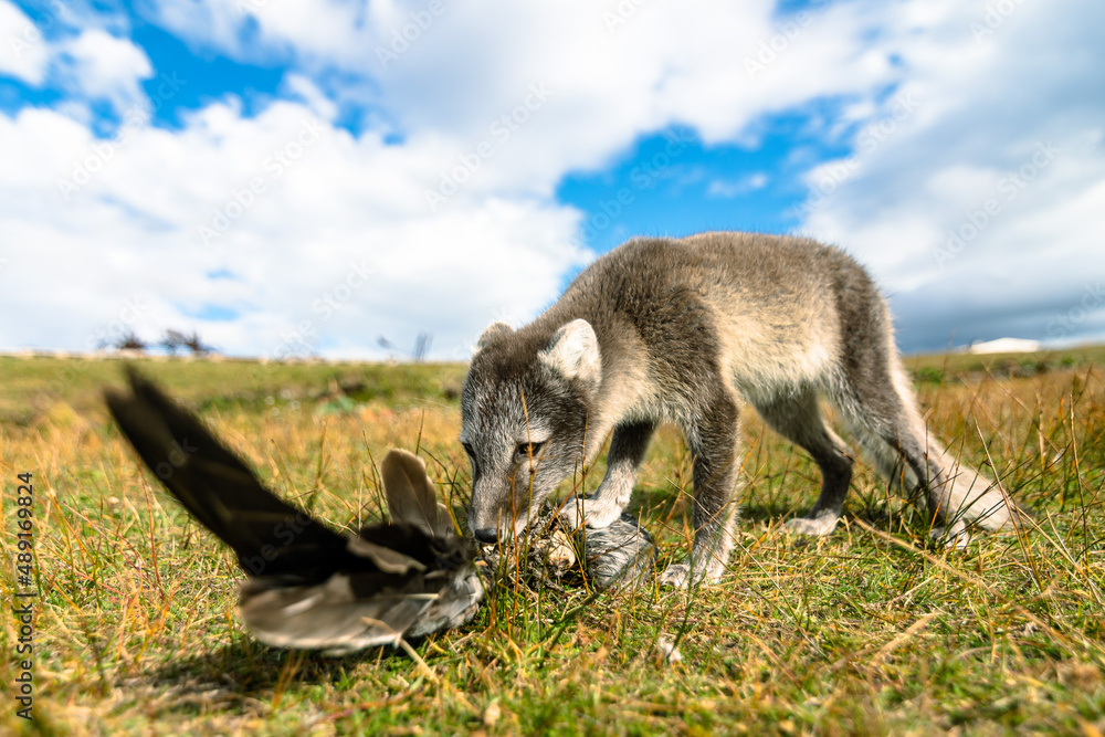 Naklejka premium A baby Arctic Fox displaying hunting behaviour in the north of Iceland