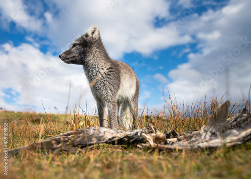 A baby Arctic Fox displaying hunting behaviour in the north of Iceland