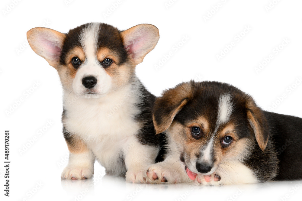 two pembroke corgi puppies on white