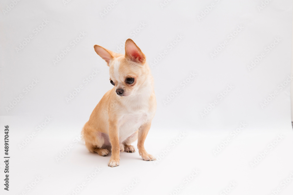 black and tan cream long coated Chihuahua isolated over white backgroun