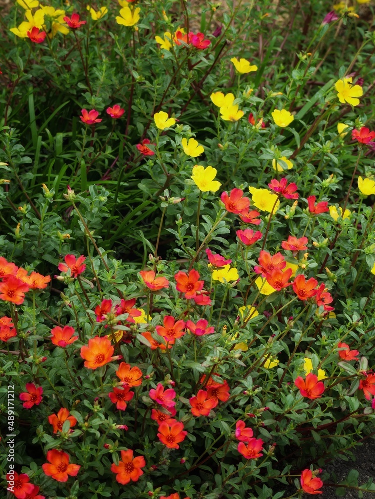 red and yellow flowers