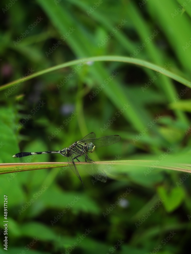 dragonfly on the grass dragonfly on the grass