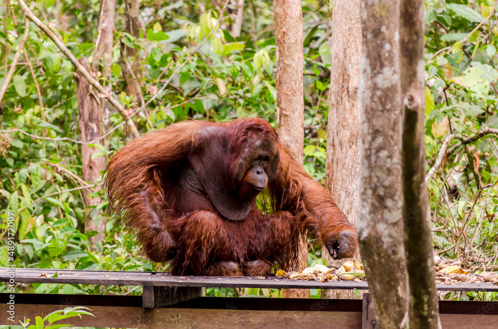 Obraz premium Image of the famous Tanjun Puting National Park, located in Kalimantan, Borneo, Indonesia