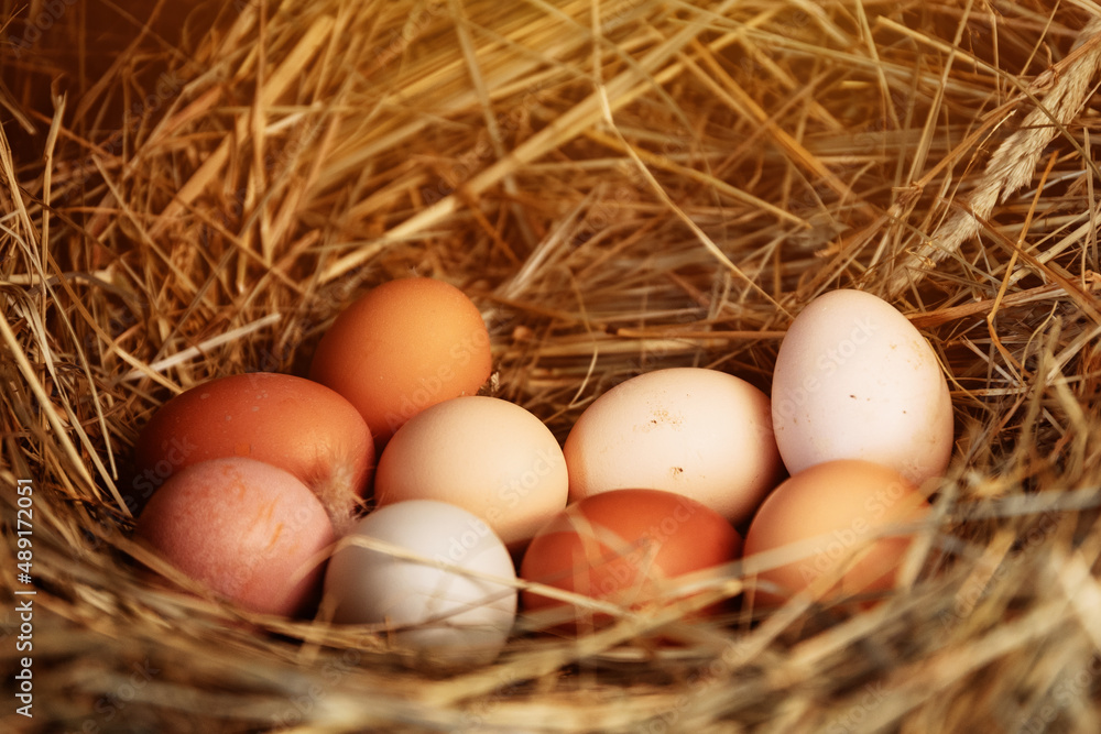 chicken eggs in the nest. Small household. Chicken coop in the village