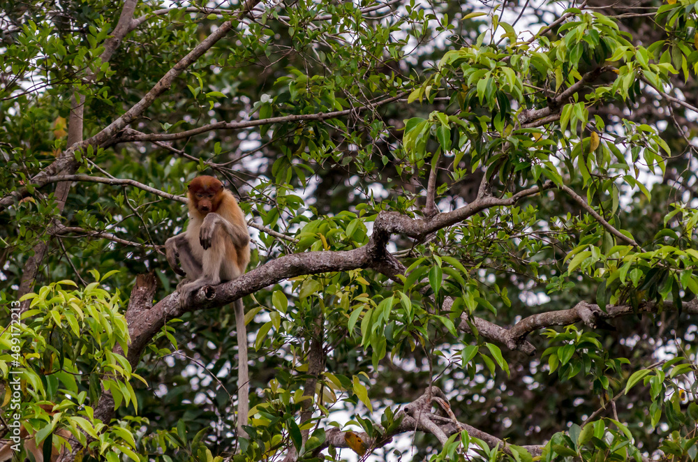 Fototapeta premium Image of the famous Tanjun Puting National Park, located in Kalimantan, Borneo, Indonesia