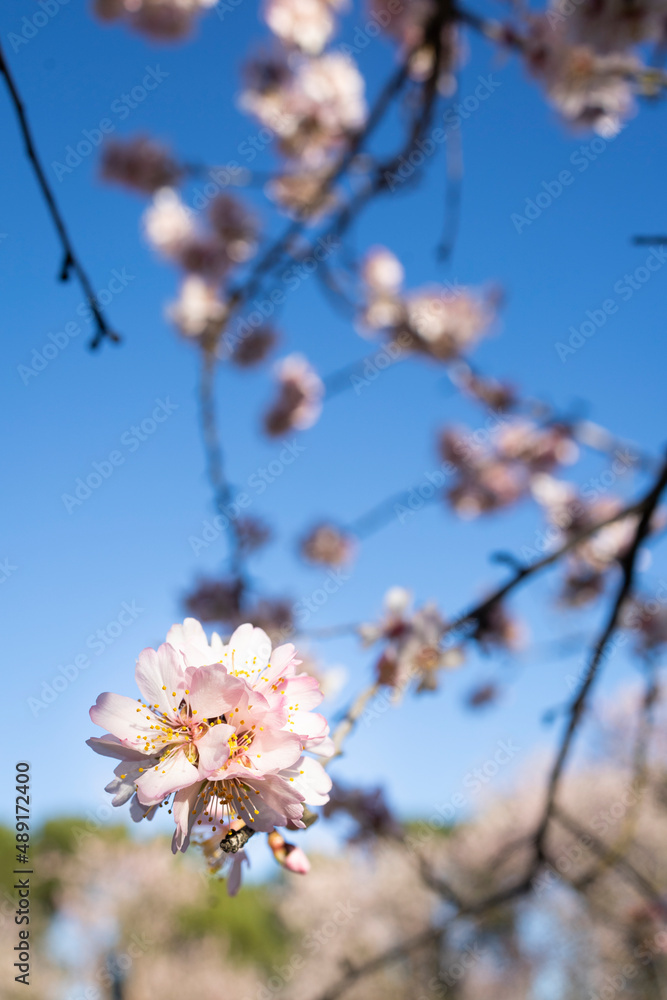 Almond trees in bloom. Trees and branches full of flowers. Almond trees in spring