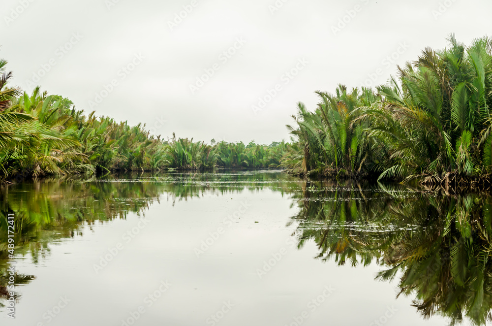 Image of the famous Tanjun Puting National Park, located in Kalimantan, Borneo, Indonesia Image of the famous Tanjun Puting National Park, located in Kalimantan, Borneo, Indonesia