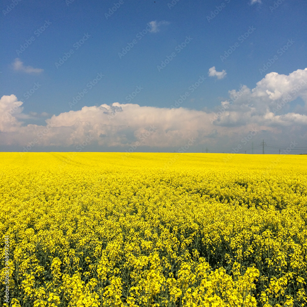 Yellow field with flowering rapeseed and blue sky with clouds. The scenery resembles the Ukrainian flag. High quality photo