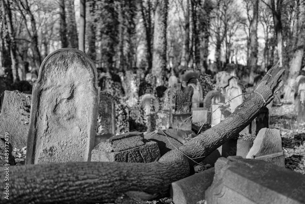 old Jewish cemetery, neglected graves, synagogue in the forest, ivy
