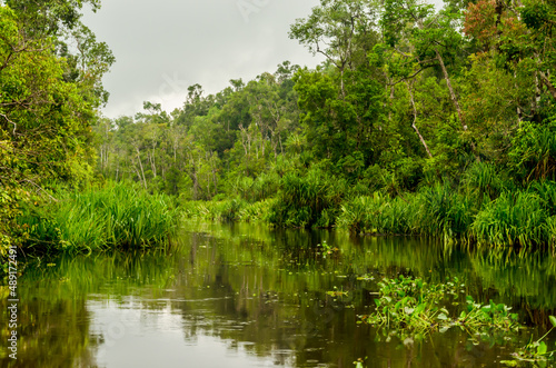 Image of the famous Tanjun Puting National Park, located in Kalimantan, Borneo, Indonesia