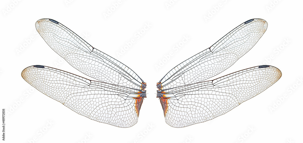 dragonfly insect wings on a white,isolated - obrazy, fototapety, plakaty 