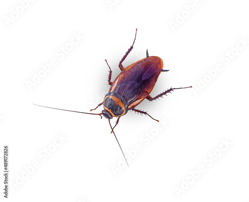 top view cockroach on a white,isolated