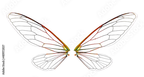 closeup cicada insect wings on a white background,isolated