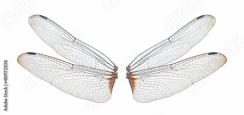 dragonfly insect wings on a white,isolated