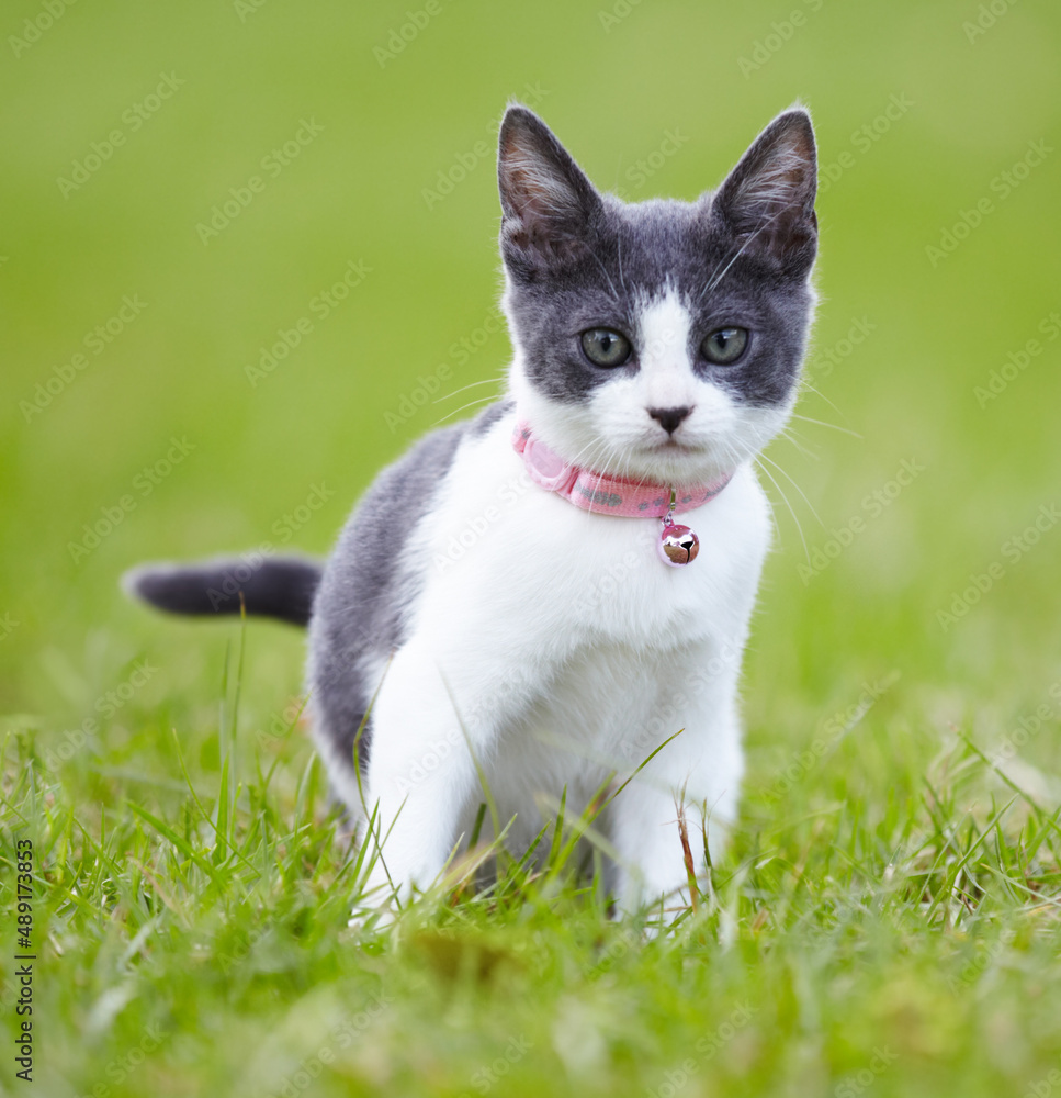 Giving you a feline stare. Pretty grey and white kitten outdoors on the grass. Giving you a feline stare. Pretty grey and white kitten outdoors on the grass.
