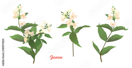 Jasmine white, pink flowers, buds, leaves. Spring blossom. Twigs with light florets blooming on white background. Digital realistic illustration in watercolor style for design, vintage, vector