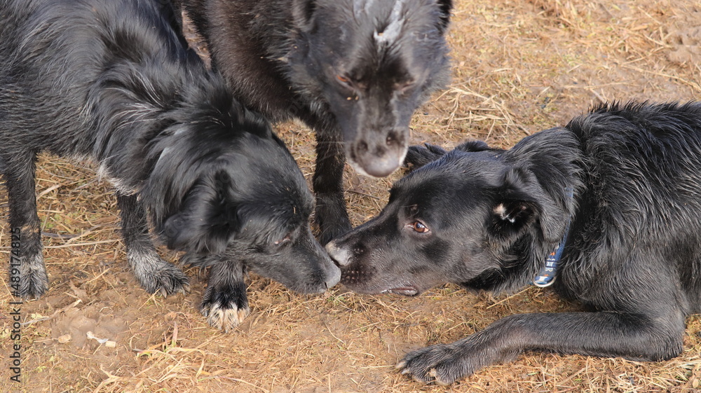 Fototapeta premium doggy dogs