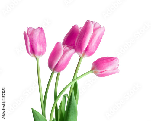 Bouquet of five pink tulips close-up isolated on white background © Krafla
