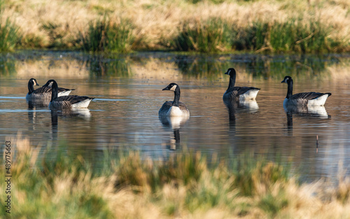 Canada Geese, Canada Goose, Branta Canadensis in habitat