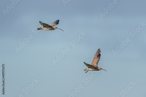 Eurasian Curlew or Common Curlew, Numenius arquata in a flight on blue sky