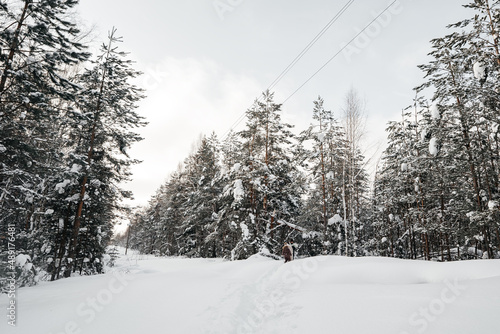 snow trail in the winter forest
