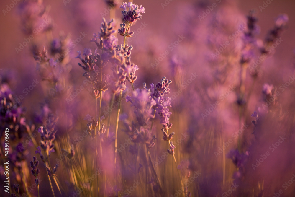 Obraz premium Beautiful image of lavender fields. Summer sunset landscape