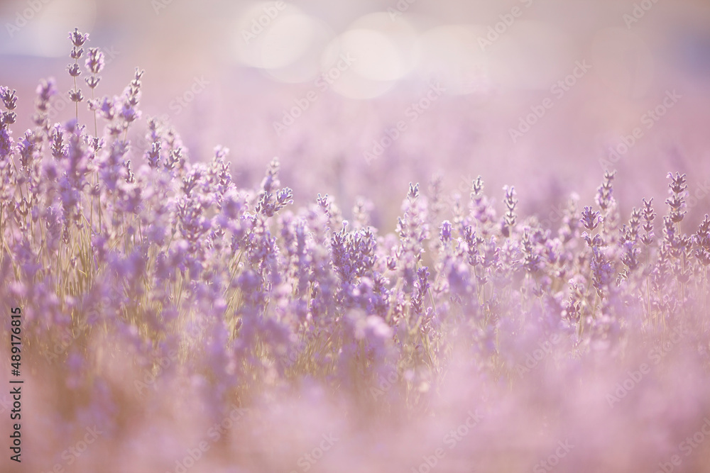 Obraz premium Beautiful image of lavender fields. Summer sunset landscape