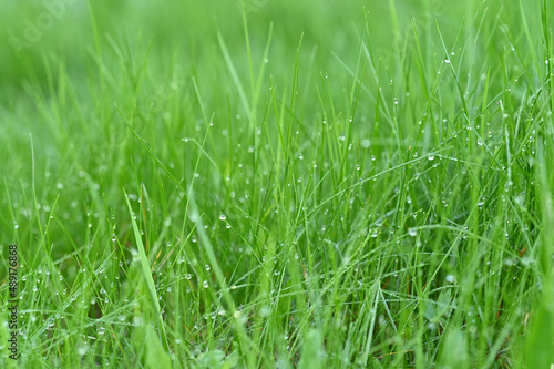 Green grass. dew. background. background © Людмила Колядицкая
