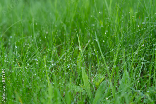 Green grass. dew. background. background