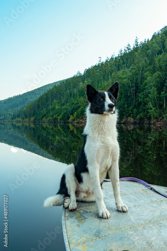 parody's dog Laika sits on a fishing boat against the background of a river forest and mountain