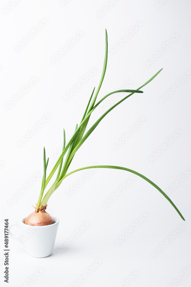 sprouted green onions in a white cup