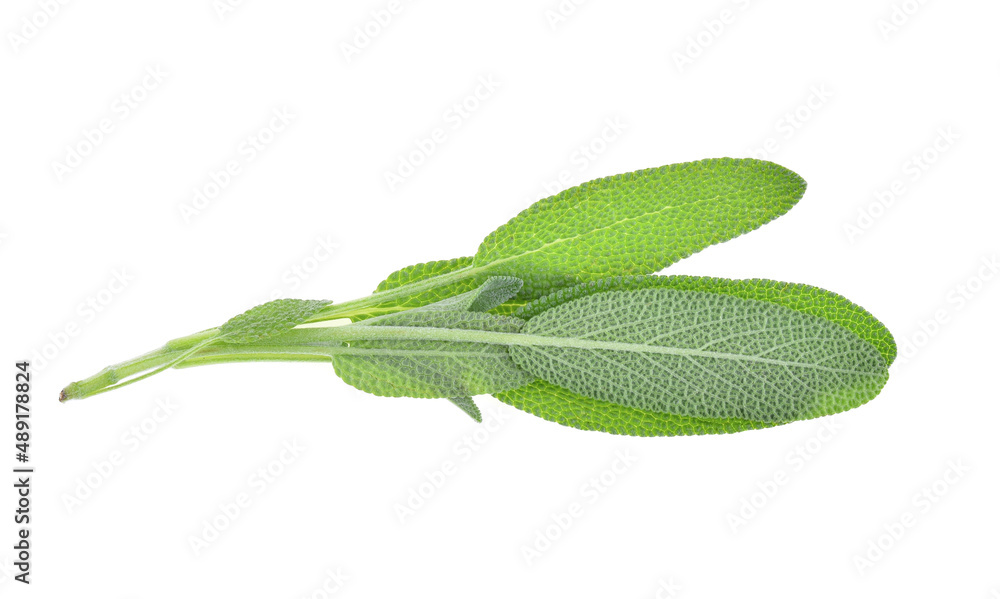 Top view of Sage herb isolated on white background. Top view of Sage herb isolated on white background.
