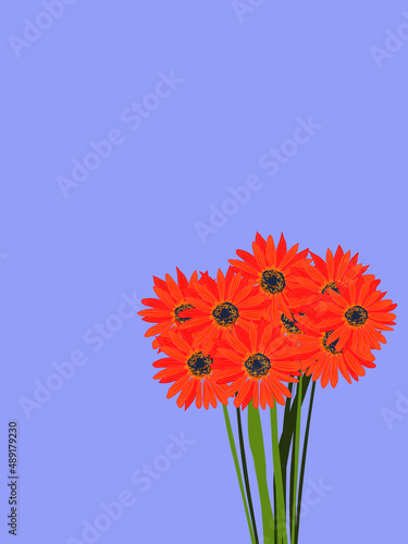 Bouquet of orange gerberas on a purple background. Purple background. Place for text. Greeting card with gerbera flowers.