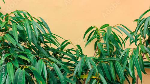 Ficus Alii, binnendijkii, green leaves close-up on yellow brown stucco wall background. Mediterranean natural minimalistic landscape. Bannerwith tropic plant.