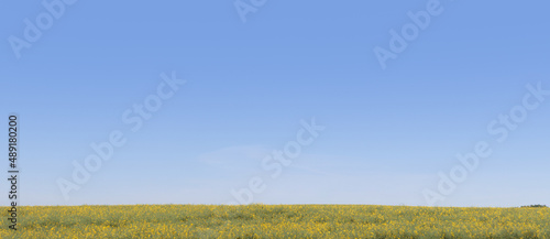 Banner with green field and clear blue sky. Summer calm landscape.