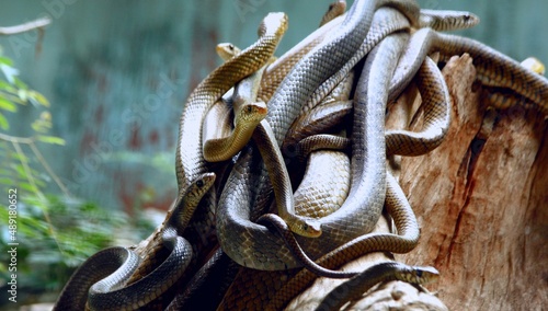 Group of Snakes from malambuzha snake park,kerala photo