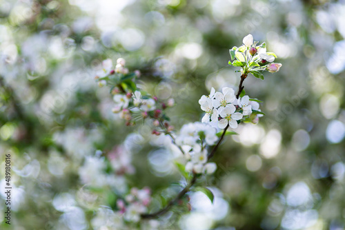 Arbres printemps © Maud