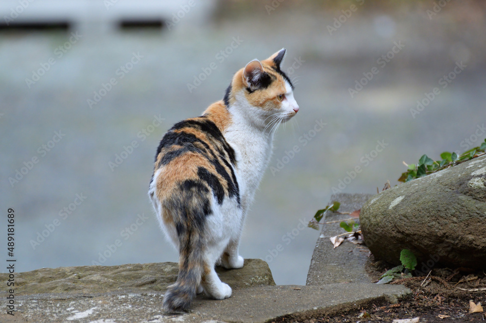 横を向く三毛猫 横を向く三毛猫